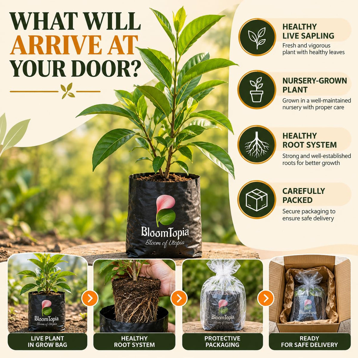 Illustrated plant, root close-ups and pack-presentation panel for White Swarnachampa.