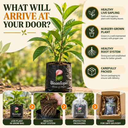 Illustrated plant, root close-ups and pack-presentation panel for White Swarnachampa.
