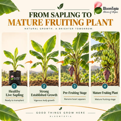 Illustrated growth stages for Dwarf Banana, from young plant to mature growth.