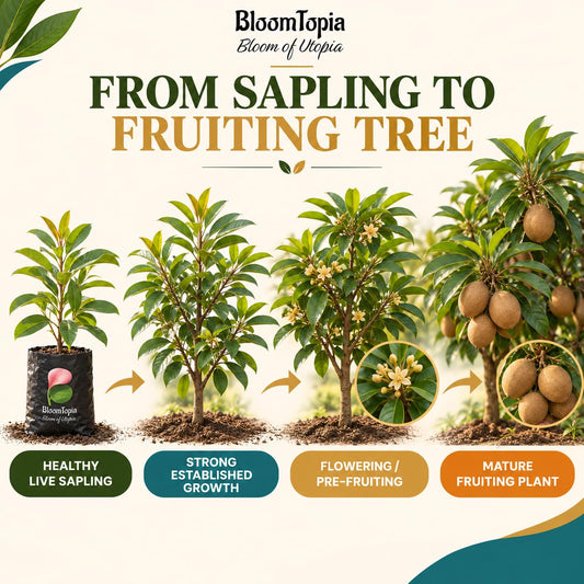Illustrated growth stages for Hybrid Chiku Sapodilla, from young plant to mature growth.