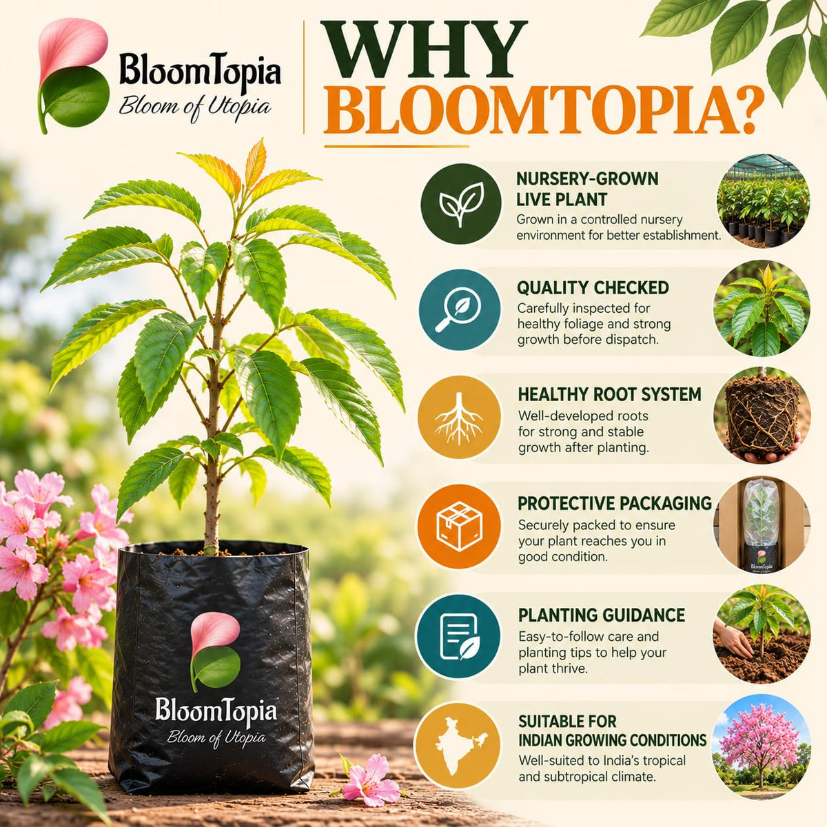 BloomTopia plant-handling and brand-information panel featuring Tabebuia Rosea Pink Trumpet Tree.