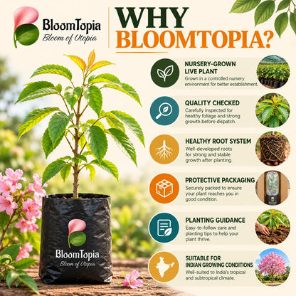 BloomTopia plant-handling and brand-information panel featuring Tabebuia Rosea Pink Trumpet Tree.