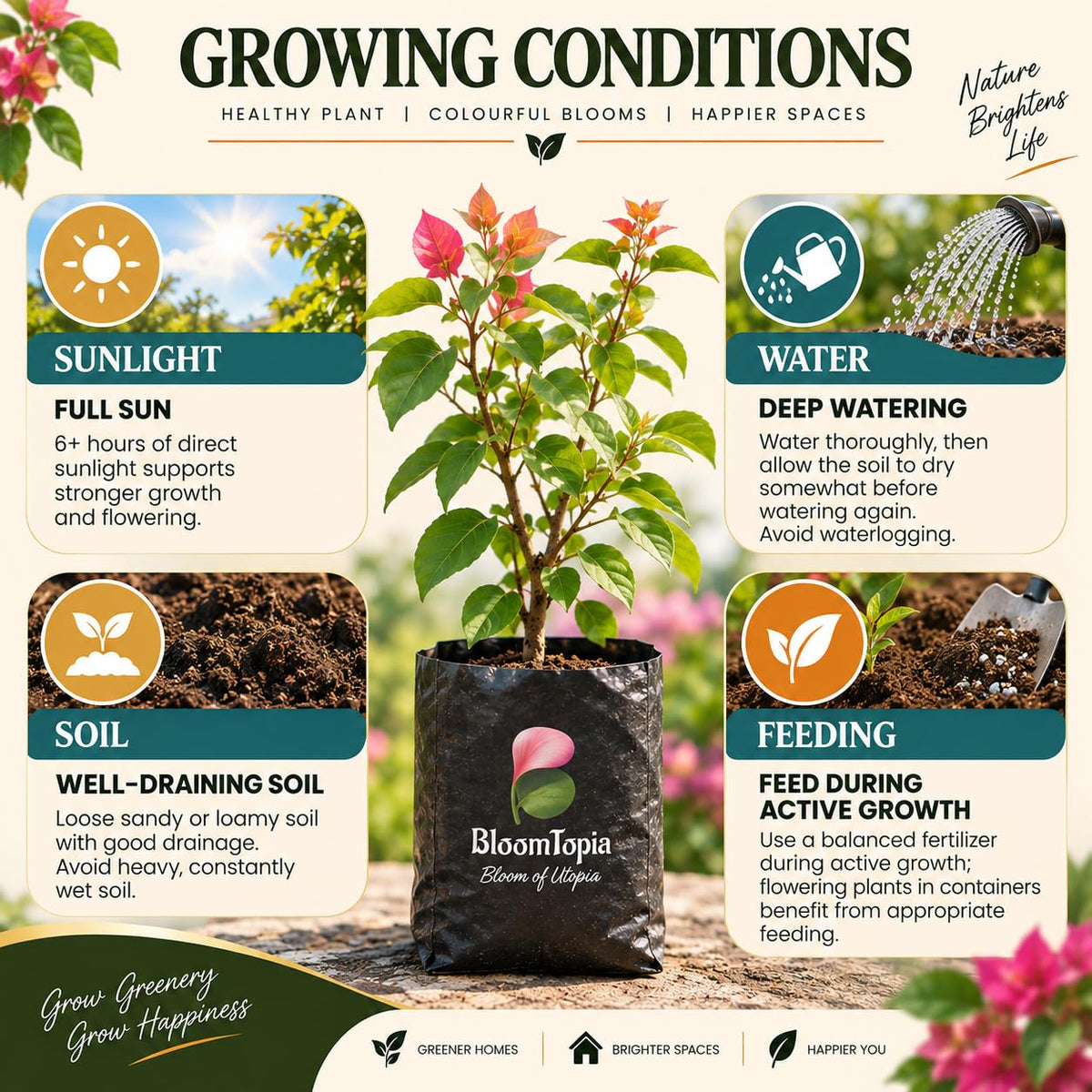 Sunlight, water, soil and feeding guide for Bougainvillea.