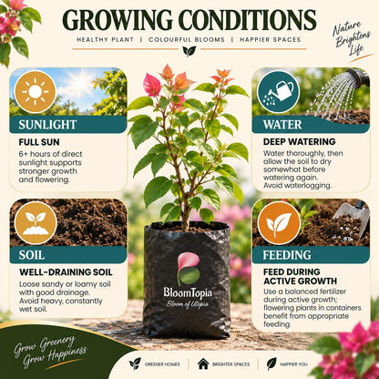 Sunlight, water, soil and feeding guide for Bougainvillea.