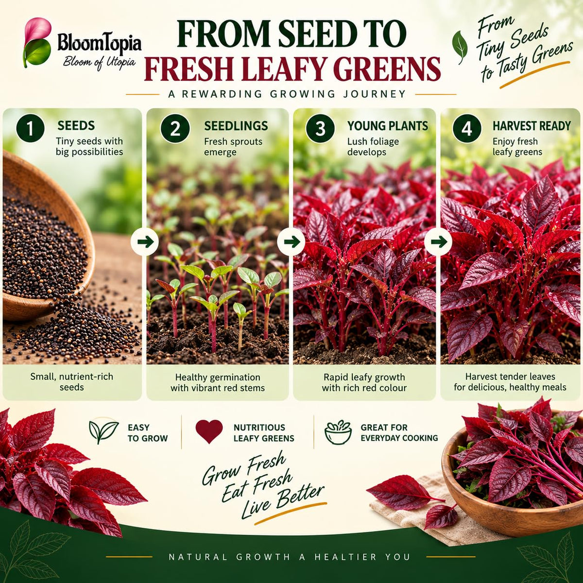 Illustrated red amaranthus stages from seed to leafy growth.