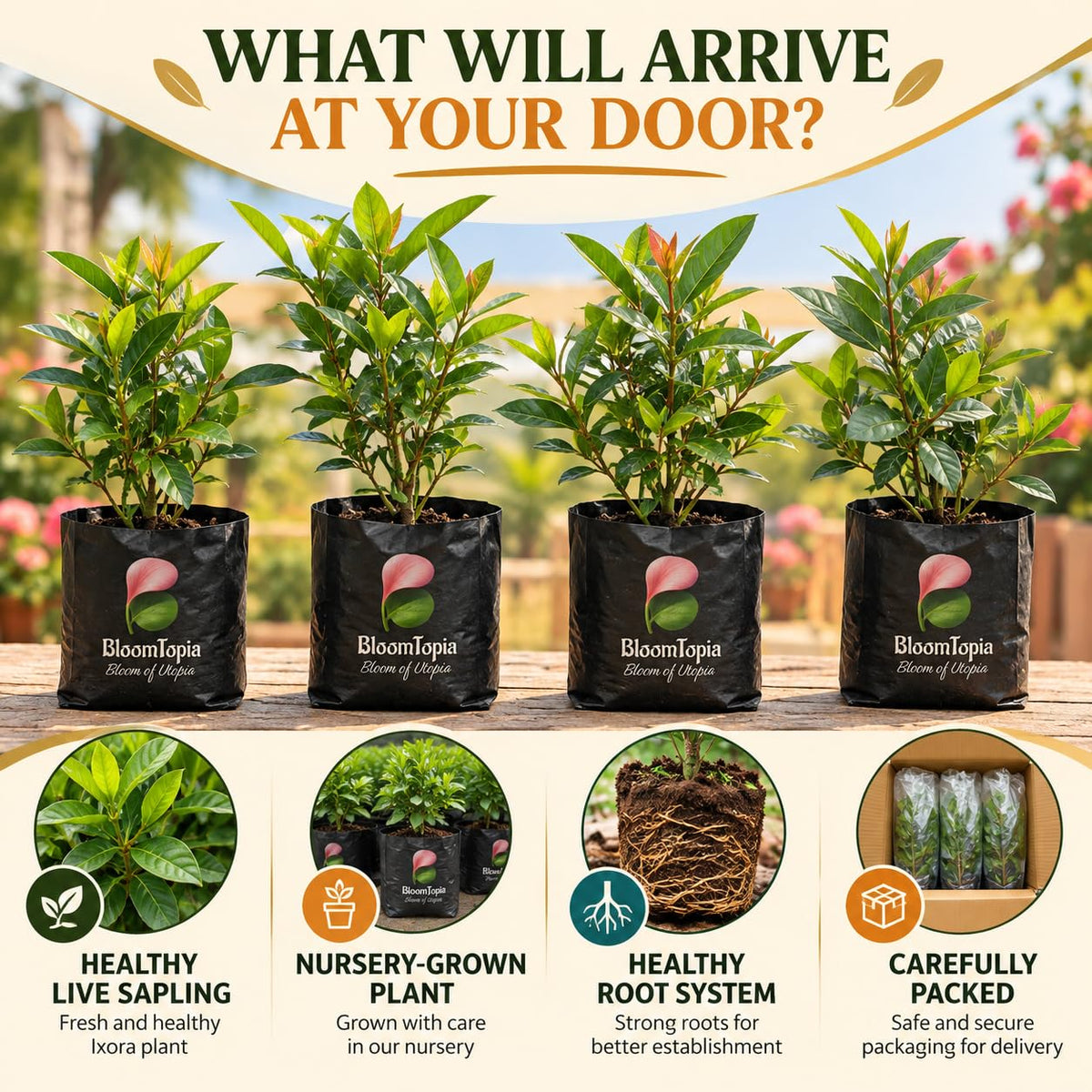Illustrated plant, root close-ups and pack-presentation panel for Ixora Rangan Flowering.