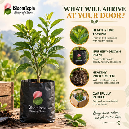 Illustrated plant, root close-ups and pack-presentation panel for Darjeeling Orange.
