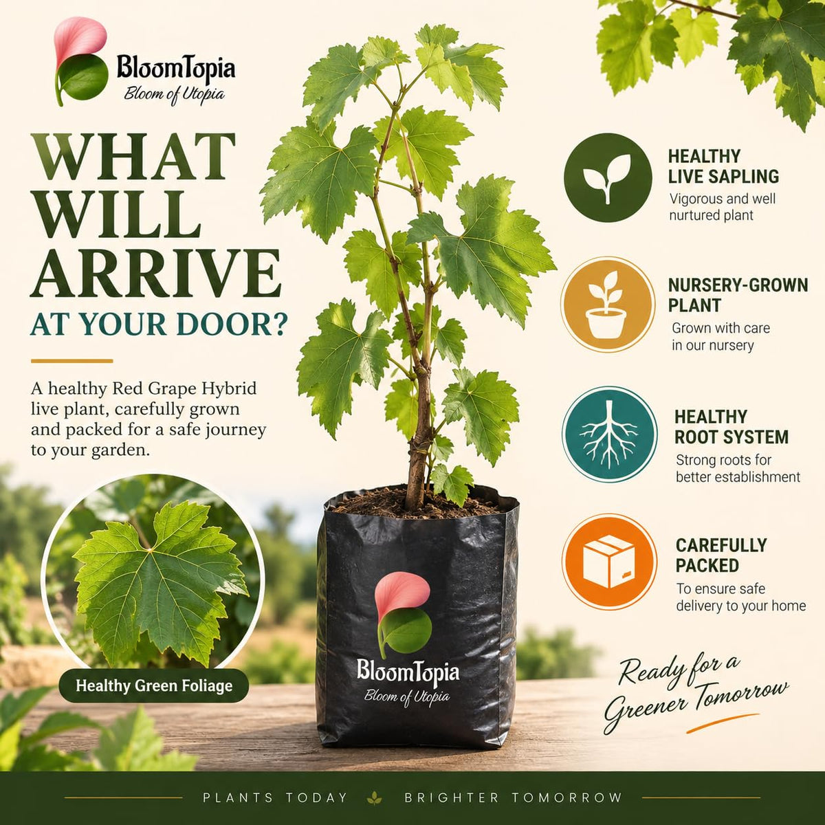 Illustrated plant, root close-ups and pack-presentation panel for Red Grape Vine.