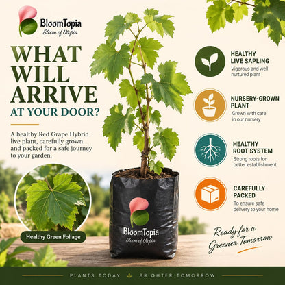Illustrated plant, root close-ups and pack-presentation panel for Red Grape Vine.
