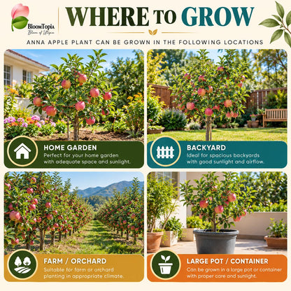 Illustrated growing locations for Anna Apple.