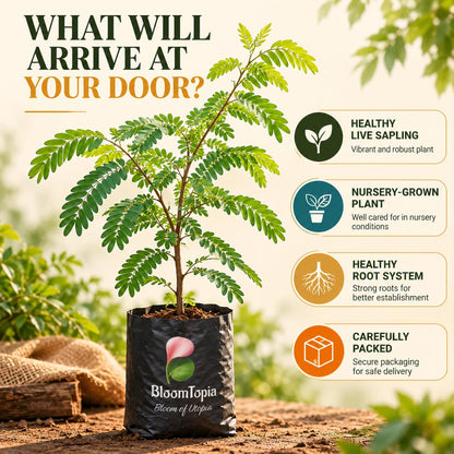 Illustrated plant, root close-ups and pack-presentation panel for Tamarind (Imli/Tetul).