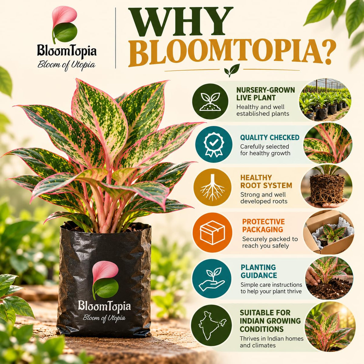 BloomTopia plant-handling and brand-information panel featuring Aglaonema.