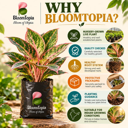BloomTopia plant-handling and brand-information panel featuring Aglaonema.