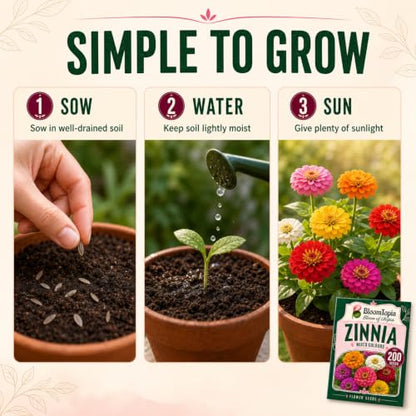 Zinnia seed sowing and watering steps.