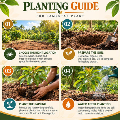 rambutan planting guide.