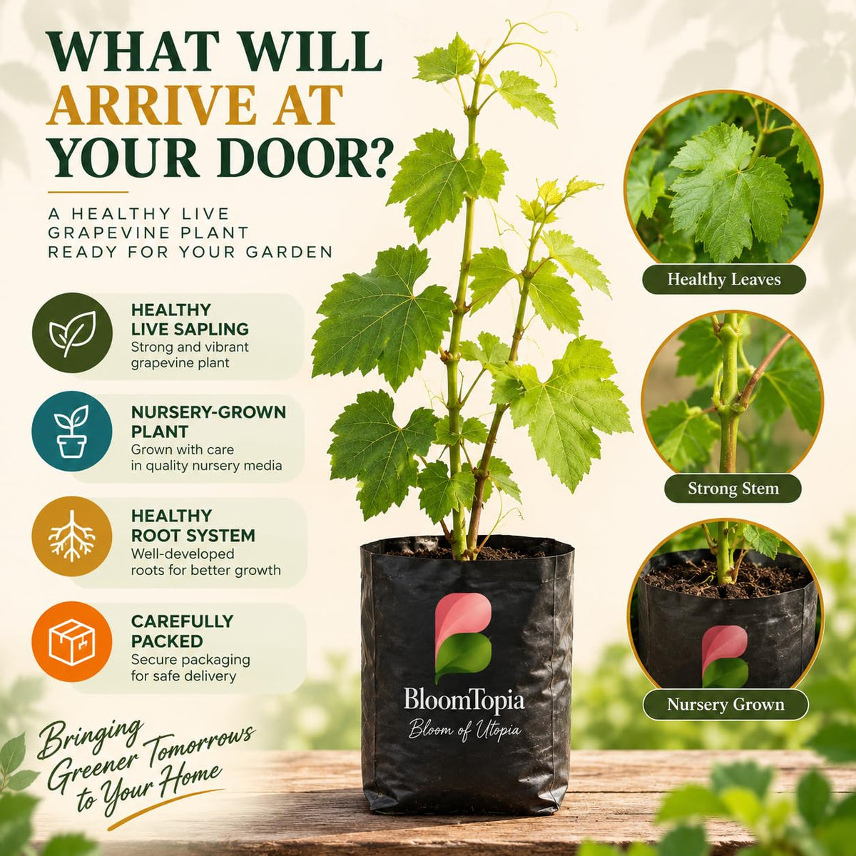 Illustrated plant, root close-ups and pack-presentation panel for Golden Green Grape.