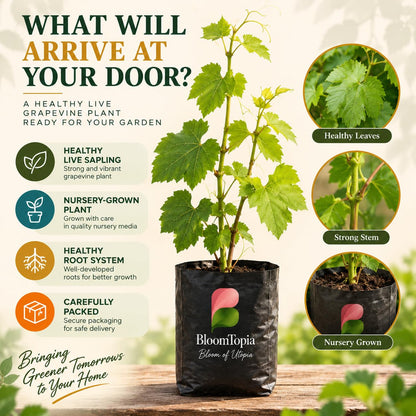 Illustrated plant, root close-ups and pack-presentation panel for Golden Green Grape.