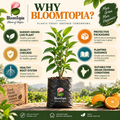 BloomTopia plant-handling and brand-information panel featuring Nagpur Mandarin Orange.