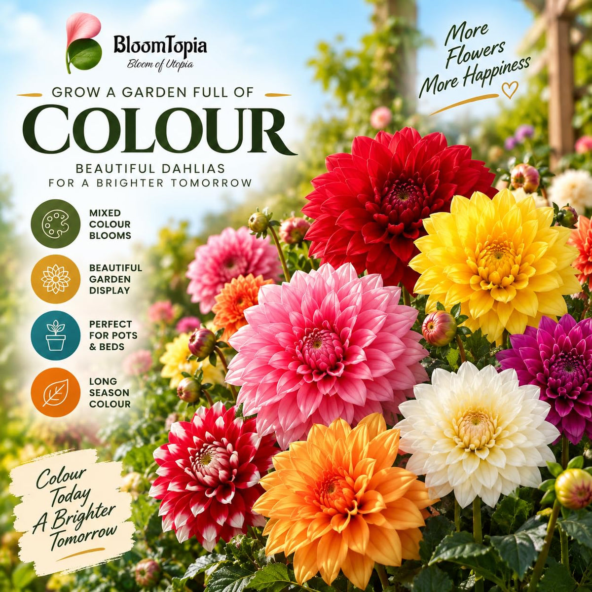Dahlia flowers in a range of colours.