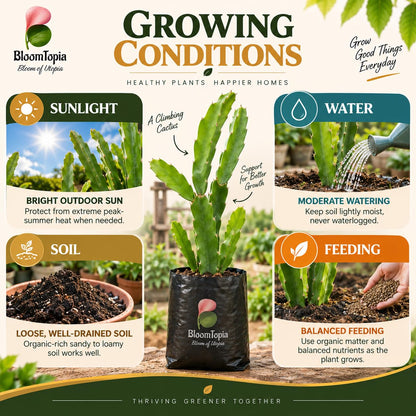 Sunlight, water, soil and feeding guide for Dragon Fruit.