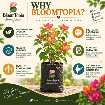 BloomTopia plant-handling and brand-information panel featuring Bougainvillea.
