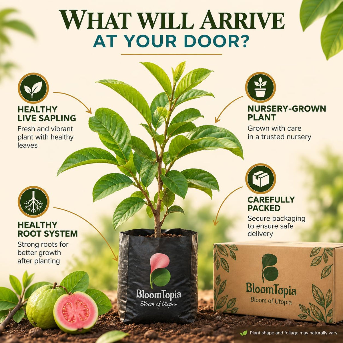 Illustrated plant, root close-ups and pack-presentation panel for Red Diamond Guava.