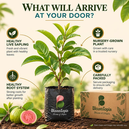 Illustrated plant, root close-ups and pack-presentation panel for Red Diamond Guava.