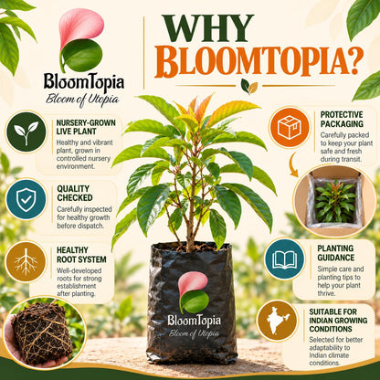 BloomTopia rambutan plant handling and packing information.