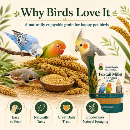 Birds beside a bowl of foxtail millet.