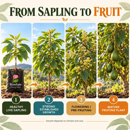 Illustrated growth stages for Avocado Grafted, from young plant to mature growth.