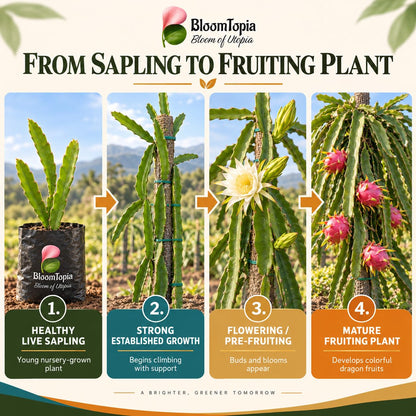 Illustrated growth stages for Dragon Fruit, from young plant to mature growth.