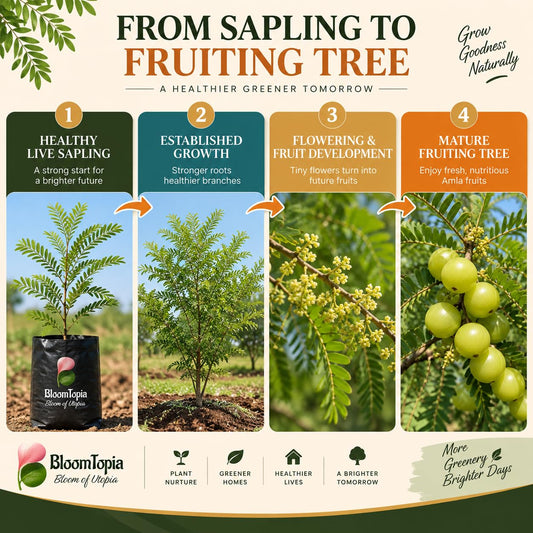 Illustrated growth stages for Hybrid Amla Indian Gooseberry, from young plant to mature growth.
