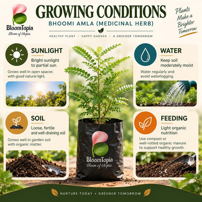 Sunlight, water, soil and feeding guide for Bhoomi Amla.