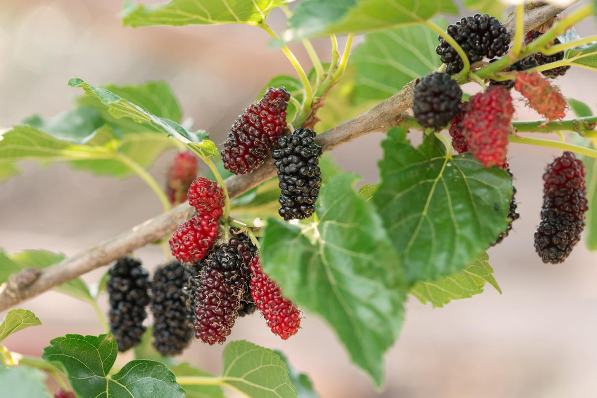 Mulberries at different ripening stages.