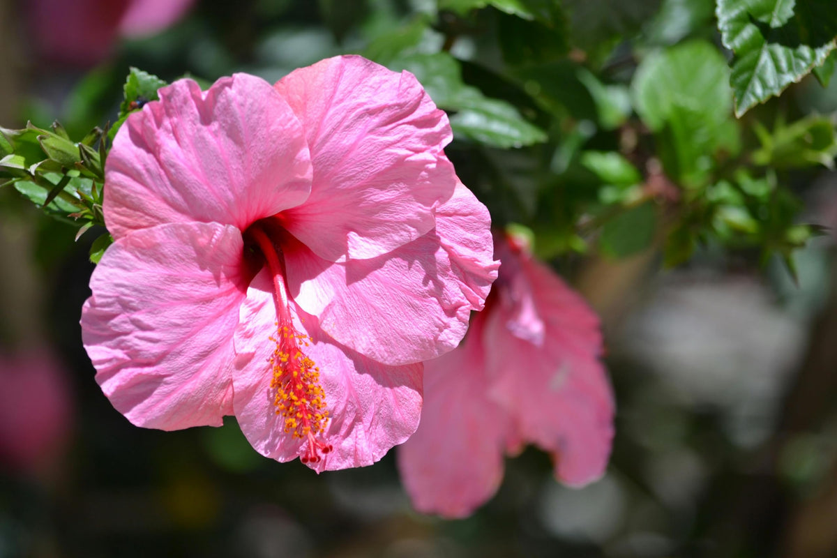 Close-up of a pink hibiscus flower.