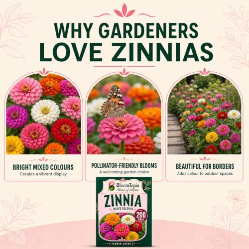 Flowering zinnias in a garden.