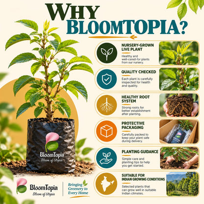 BloomTopia plant-handling and brand-information panel featuring Nashpati Pear.