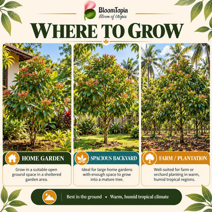 Garden and orchard growing locations for clove.