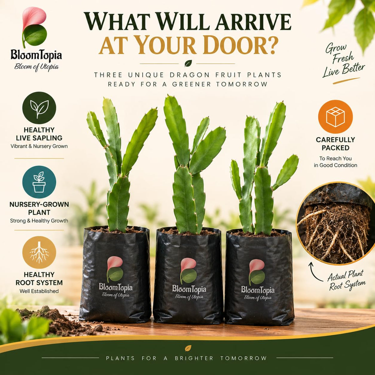 Illustrated plant, root close-ups and pack-presentation panel for Dragon Fruit.