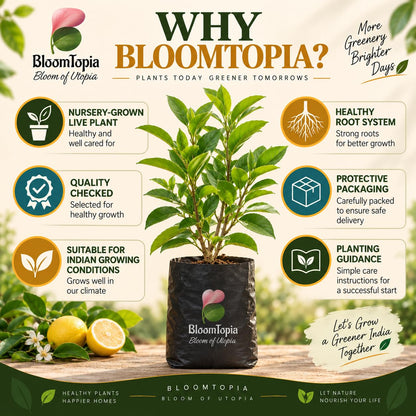 BloomTopia plant-handling and brand-information panel featuring Hybrid All-Season Lemon.