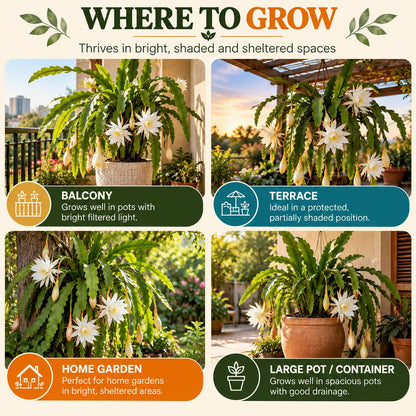 Illustrated growing locations for White Brahma Kamal.