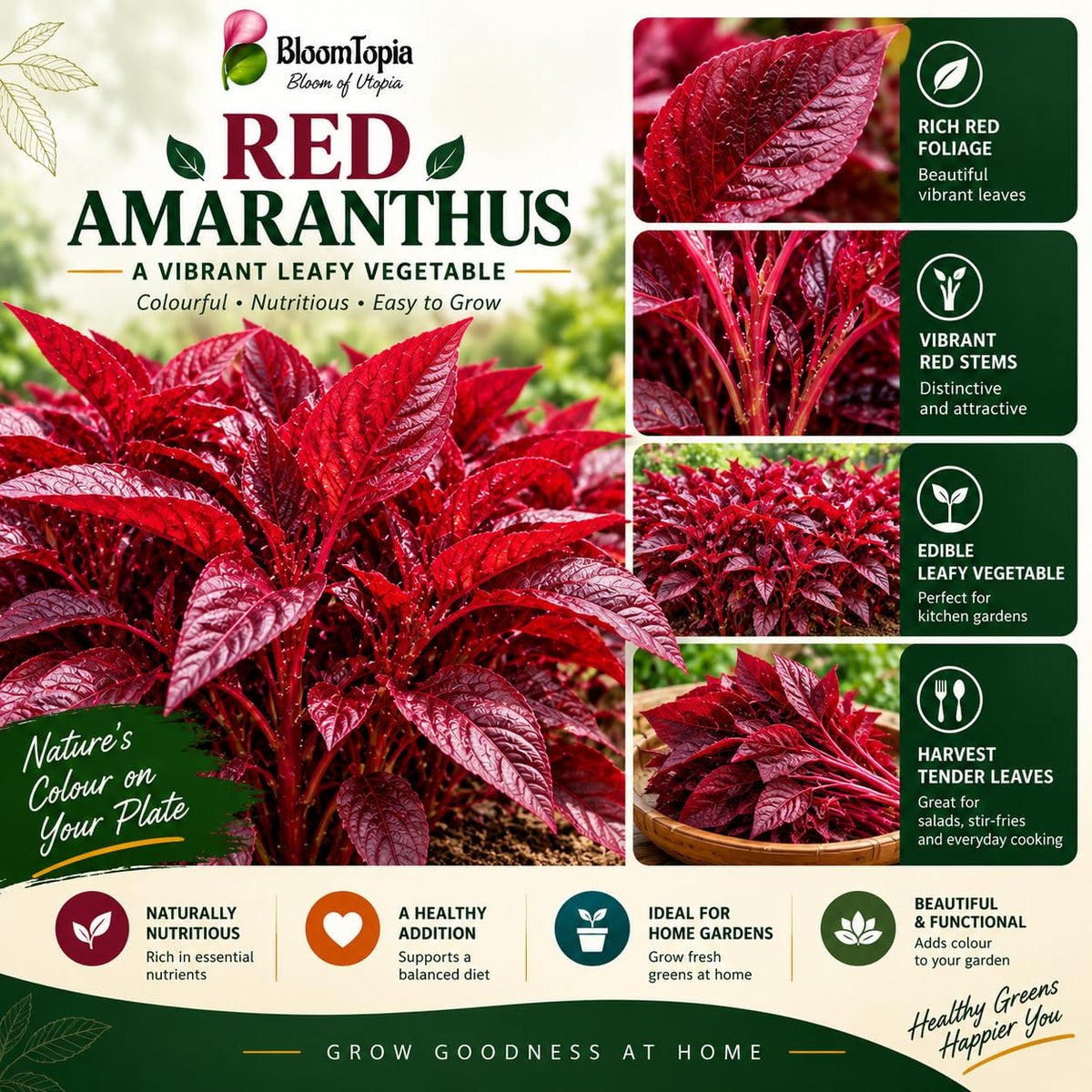 Red amaranthus leaves with variety-feature callouts.