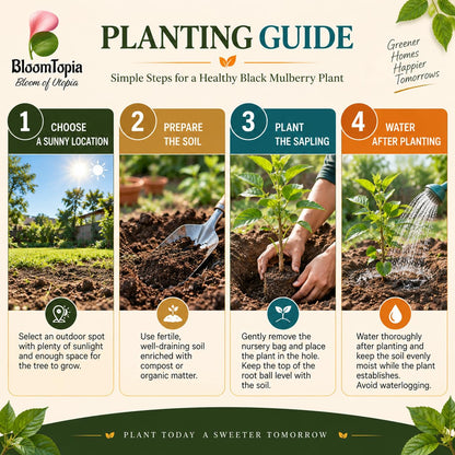 Step-by-step planting illustration for Black Mulberry Shahtoot.