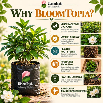 BloomTopia plant-handling and brand-information panel featuring Gandharaj Gardenia.
