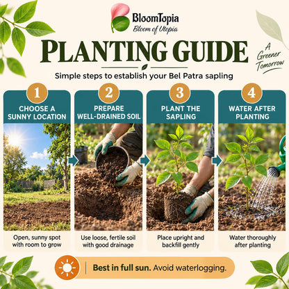 Step-by-step planting illustration for Bel Patra Bael Bilva.