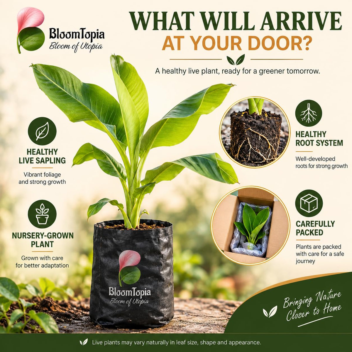 Illustrated plant, root close-ups and pack-presentation panel for Dwarf Banana.