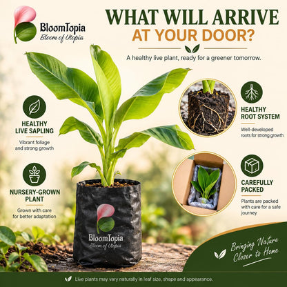 Illustrated plant, root close-ups and pack-presentation panel for Dwarf Banana.