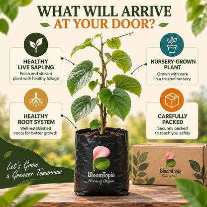 Illustrated plant, root close-ups and pack-presentation panel for Kiwi Hybrid.