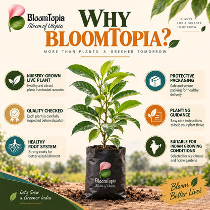 BloomTopia plant-handling and brand-information panel featuring Thai KG 10 Black Jamun.