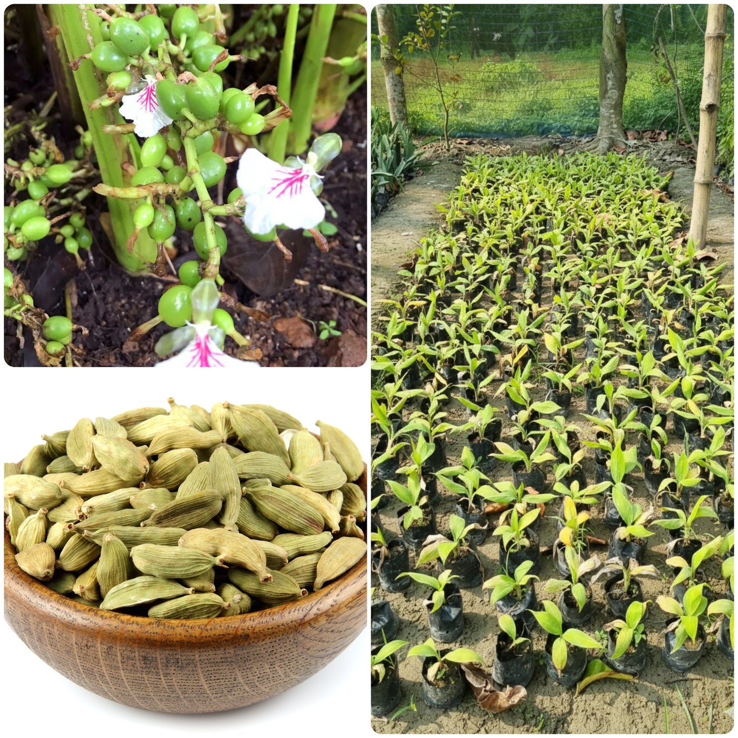 Cardamom (Elaichi) Live Plant | Healthy Aromatic Spice Plant for Home Garden & Kitchen Gardening | Shade Loving, Easy to Grow | Ideal for Pots, Balcony & Outdoor | Fresh Green Plant | Pack of 1
